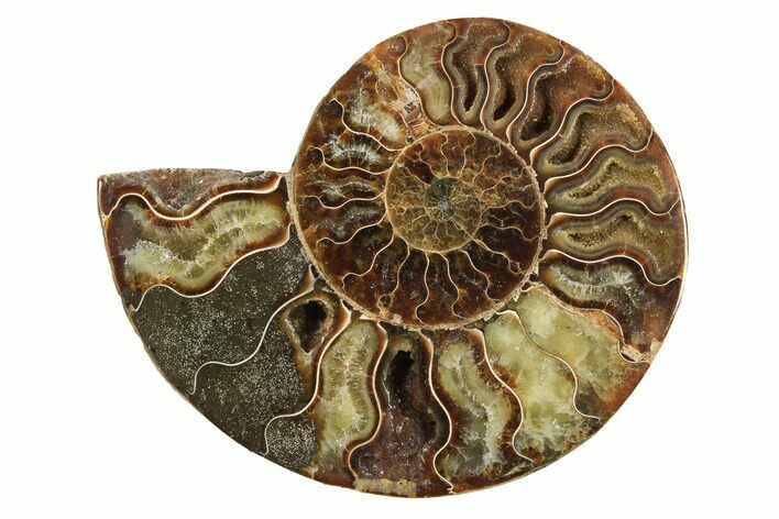 Cut & Polished Ammonite Fossil (Half) - Madagascar #296417